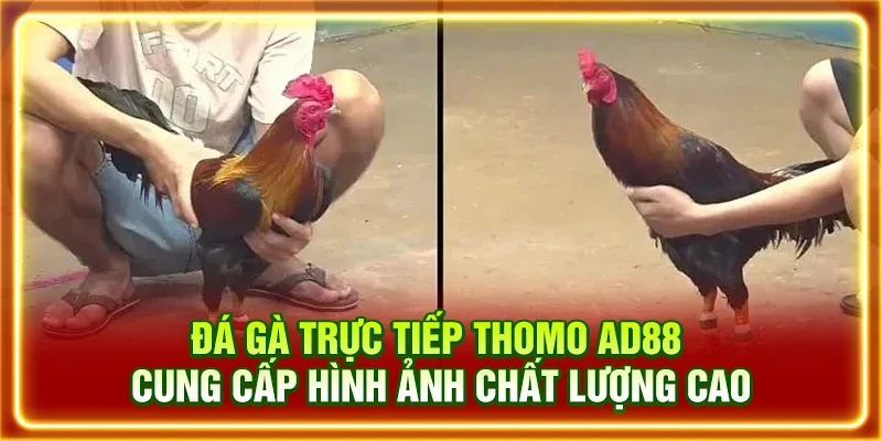 Đá gà trực tiếp Thomo AD88 cung cấp hình ảnh chất lượng cao